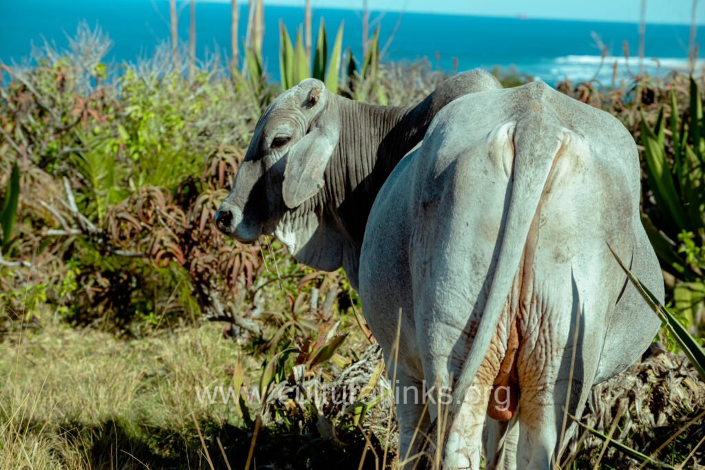 animals of bulungula